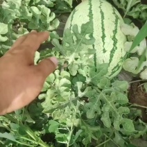 山西忻州精品沙地西瓜大量上市万亩基地一手货源欢迎老板来电