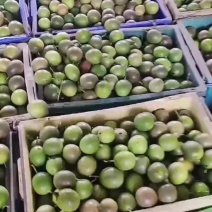 钦蜜9号百香果黄金百香果