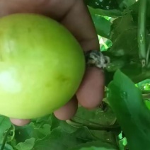 钦蜜九号，果皮靓，密度甜