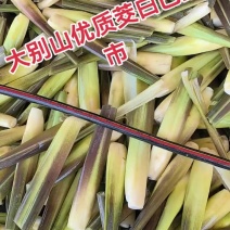 大别山茭白/双季茭白产地直发量大从优欢迎来电咨询