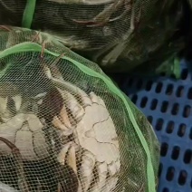 自家蟹塘六月黄螃蟹发货价25元，7月4日，公母混装，保质保量