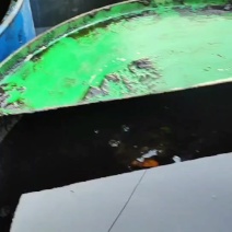 纯菜籽油泥