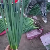 香葱