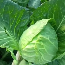 大棚甘蓝菜，价格便宜，需要的客户联系我