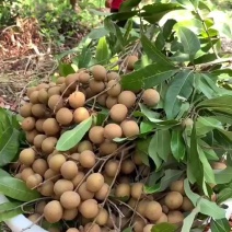 【顺丰包邮】高州新鲜石硖龙眼现摘现发清甜多汁肉厚饱满当季水果