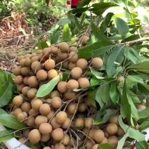 【顺丰包邮】高州新鲜石硖龙眼现摘现发清甜多汁肉厚饱满当季
