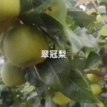 翠冠梨巳大量上市，口感脆甜，价实惠