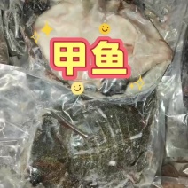 处理好的甲鱼