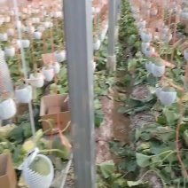云南通海哈密瓜