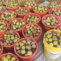 李子大量现货货源充足欢迎合作