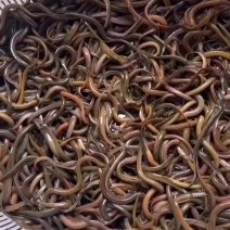 精品黄鳝苗批发开口苗