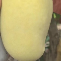 昌江红玉芒