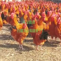 每天出栏红瑶土鸡，淮，南草土鸡，三黄公鸡
