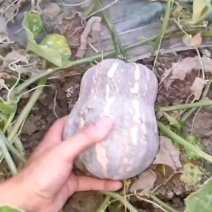 小金香南瓜