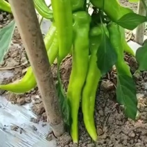 辣椒有线椒泡椒，牛角椒，小米辣各个品种，欢迎新老朋友联系