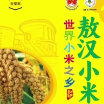金苗K1，大金苗，小米