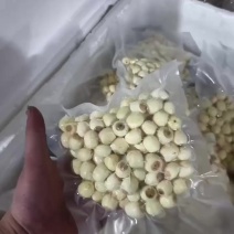 江西广昌通心白莲子大量现货供应，规格齐全，品质高价格可谈