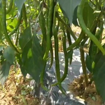 露天青椒。八号椒大量上市老板们速度