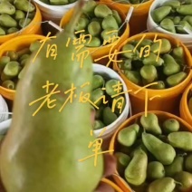 莱州市车轴梨，也叫太婆梨，