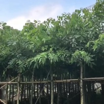 腊肠树