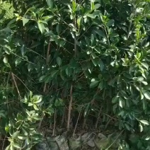 榕树小叶榕榕树苗独木成林四季常青风景树室内外苗木庭院园林