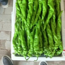 螺丝椒，线椒。牛椒。大量出售