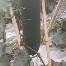 吊冬瓜