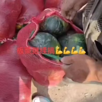大量上市，按需要包装，有雨点板栗，花板栗