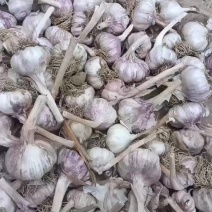 大名优质蒜种
