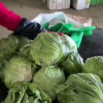 精品球生菜，张北坝上基地全国发车，对接，商超，工厂，市场