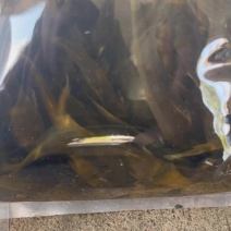 本地土黄辣丁
