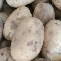 甘肃土豆