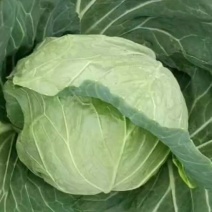 高山精品甘兰大量上市