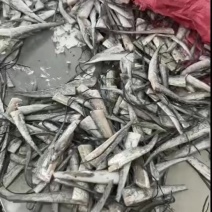 带鱼尾饲料鱼