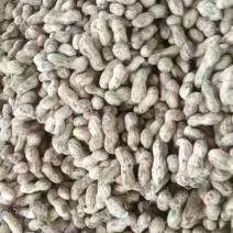 开封祥符区沙地鲜花生籽粒饱满货源充足价格便宜有需要的联系
