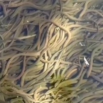 黄鳝苗批发开口苗仿生苗