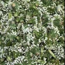 山东基地韭菜花下来了，质量不错，需要的老板联系
