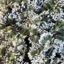 山东聊城韭菜花下来了，需要的老板联系