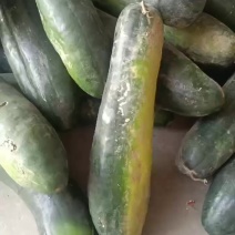 青皮白皮冬瓜