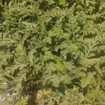 美都