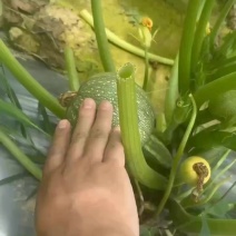 小南瓜