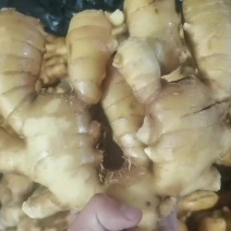 日照大姜