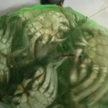 六月黄大闸蟹全规格有货