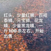金鱼