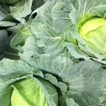包包菜