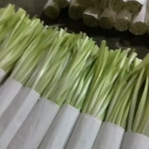 高品质韭黄，只做精品，质量保证