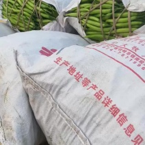 杭椒大量有货