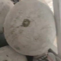 精品冬瓜河北产区直发保质保量供应价钱实惠