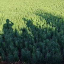 云南大理糯百合