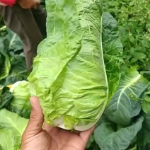 牛心甘蓝